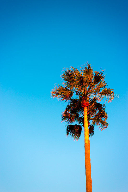 La Jolla, CA:日落的棕榈树